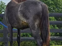 母马, Rocky Mountain Horse — 照片 5
