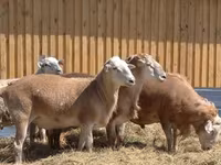 公羊, Hissar sheep — 照片 8