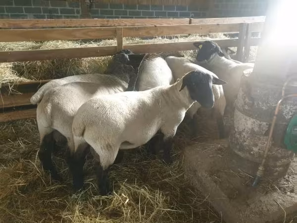 母羊, Baerchuke sheep