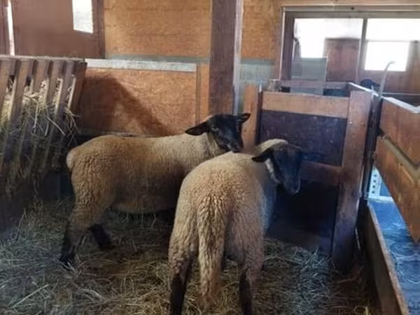 母羊, Baerchuke sheep