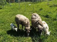 公羊, Edilbay sheep — 照片 7