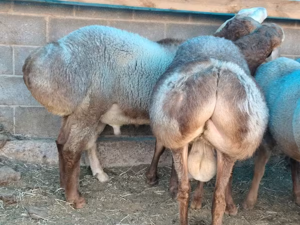 Hissar sheep