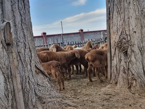 Arashan sheep