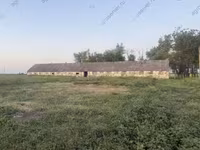 母牛, Bukovinian factory type of red-spotted Ukrainian cow — 照片 8