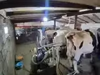 गाय, गोलस्टीन नस्ल — फ़ोटो 5