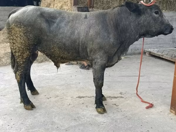 公牛, Belgian Blue