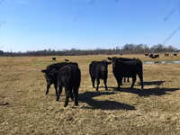 Cow, Cattle — photo 6