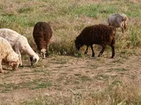 Widder, Edilbay sheep — Foto 2