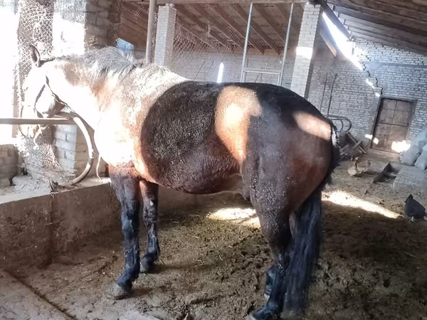 Horses