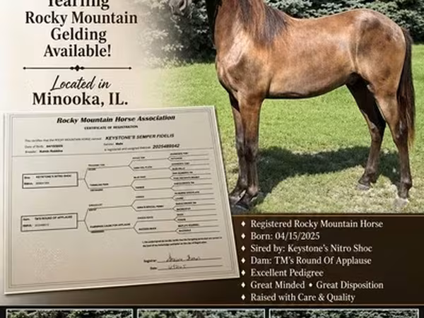 公马, Rocky Mountain Horse