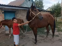 母马, Thoroughbred horse — 照片 6