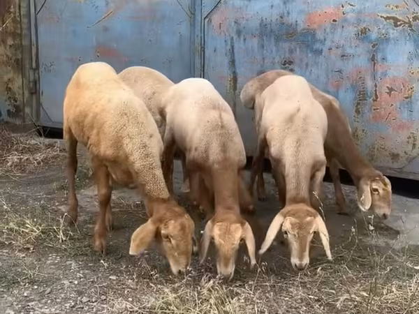 Oveja, Arashan sheep — Kirguistán