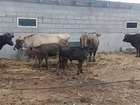 Cow, Cattle — photo 1