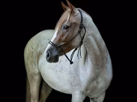 घोड़ी, Quarter Horse — फ़ोटो 3