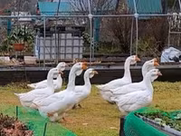 Geese — photo 3