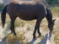 Stute, Skyros Pony — Foto 3