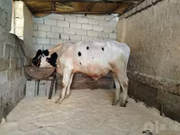 सांड, Russian Black pied cattle — फ़ोटो 2