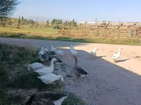 Geese — 照片 2