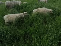 公羊, Merino sheep — 照片 4