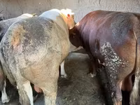 सांड, मवेशी — फ़ोटो 4