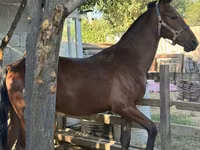 Horse (M), Horses — photo 3