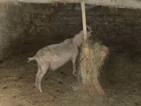 عنزة, Alpine goat — الصورة 6