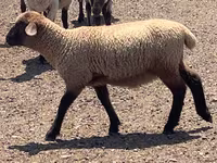 公羊, Hampshire sheep — 照片 6