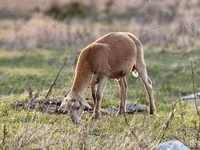 Ram, Dorper sheep — photo 6
