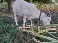 母山羊, Goats — 照片 3