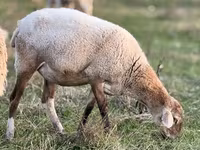 Sheep, Kuibyshev sheep — photo 7