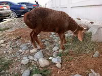 母羊, Arashan sheep — 照片 2