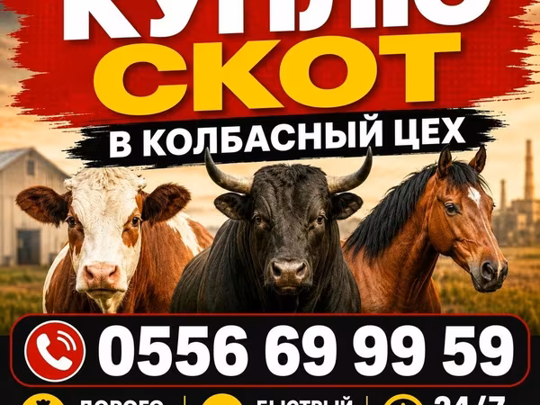 گاو