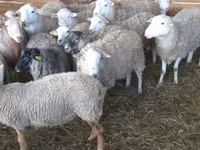 Ram, Sheep — photo 3
