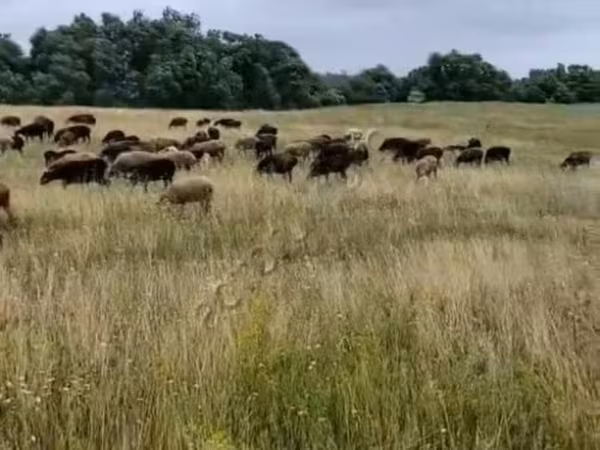 公羊, Sheep — 俄罗斯