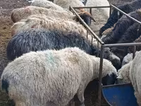 公羊, Hissar sheep — 照片 7
