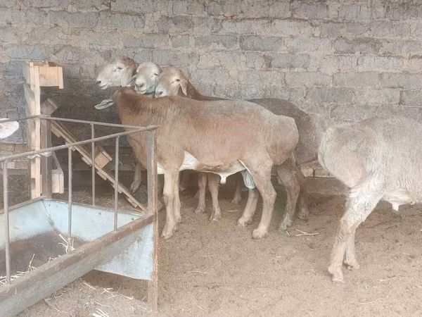 گوسفند