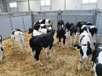 公牛, Cattle — 照片 6