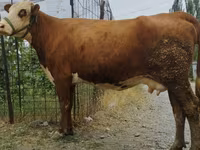 بقرة, Simmental cattle — الصورة 8