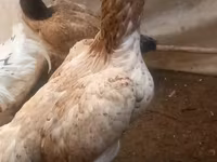 Chickens — الصورة 2