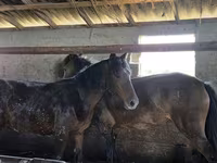 Horse (M), Horses — photo 1