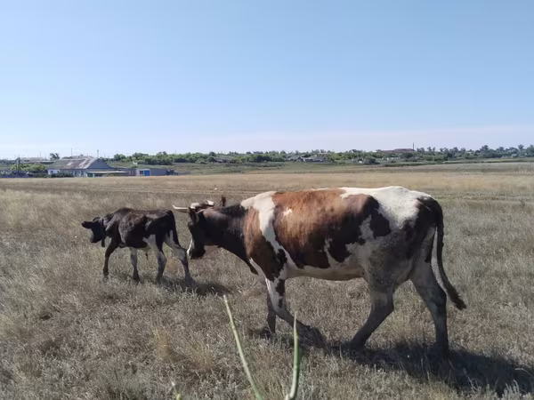 公牛, Cattle — 哈萨克斯坦