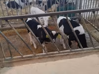 公牛, Cattle — 照片 2