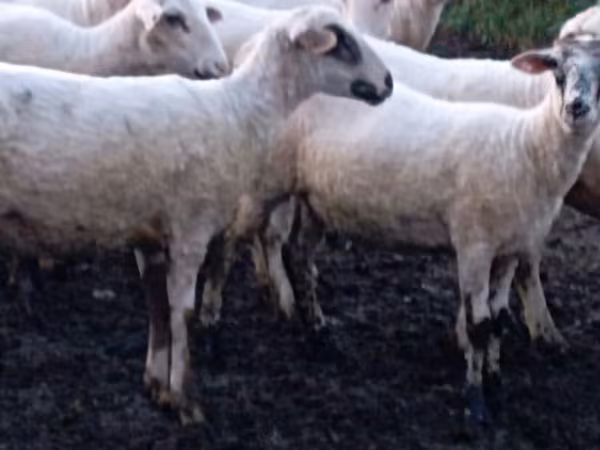 Sheep, Tsigai sheep