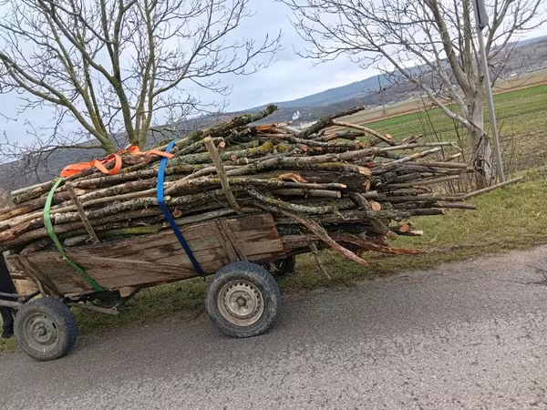 Hengst, Pferde