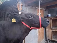 بقرة, Swiss cattle — الصورة 4