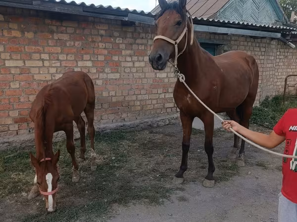 母马, Thoroughbred horse