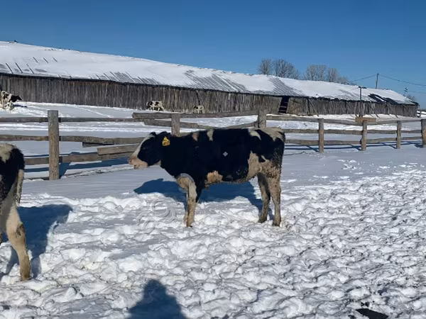 母牛, Russian Black pied cattle