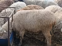 公羊, Hissar sheep — 照片 8