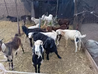 公山羊, Pomellata goat — 照片 3