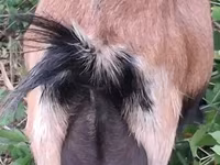 母山羊, Goats — 照片 2